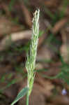 Sweet vernalgrass